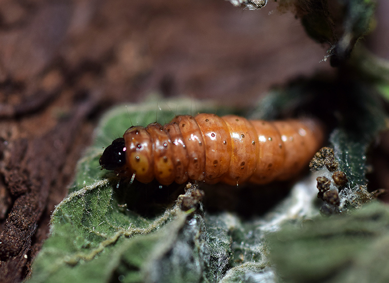 Notocelia uddmanniana - Tortricidae